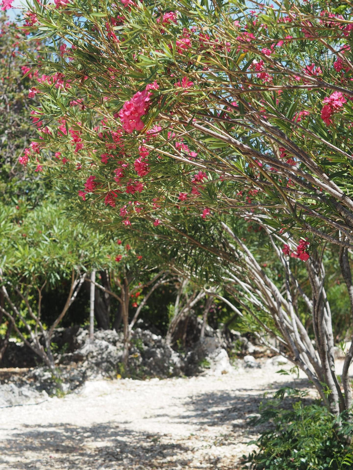 Luxury Caribbean Travel - Flowers