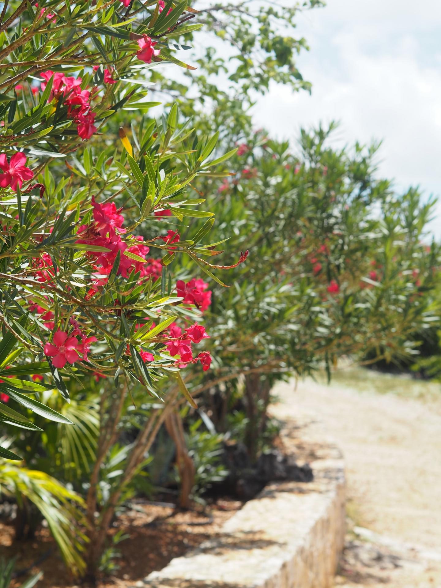 Luxury Caribbean Travel - Flowers