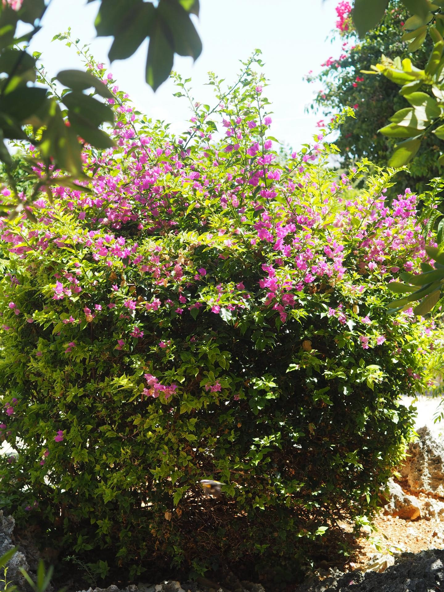 Luxury Caribbean Travel - Flowers