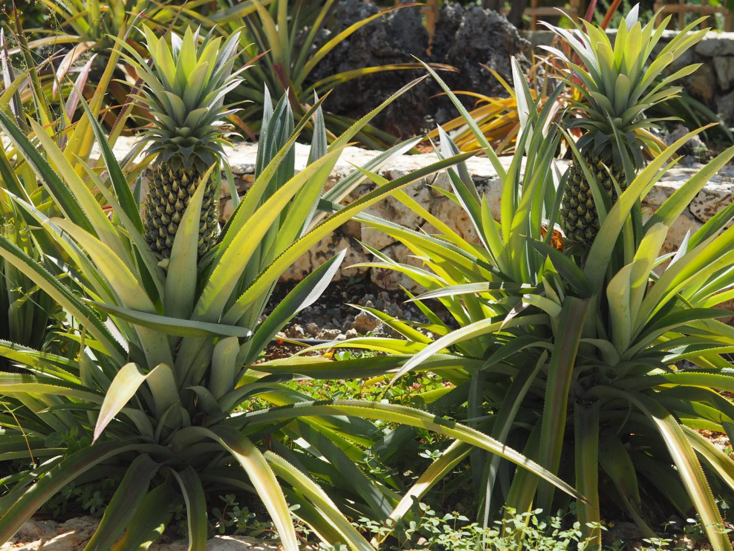 Luxury Caribbean Travel - Fruits