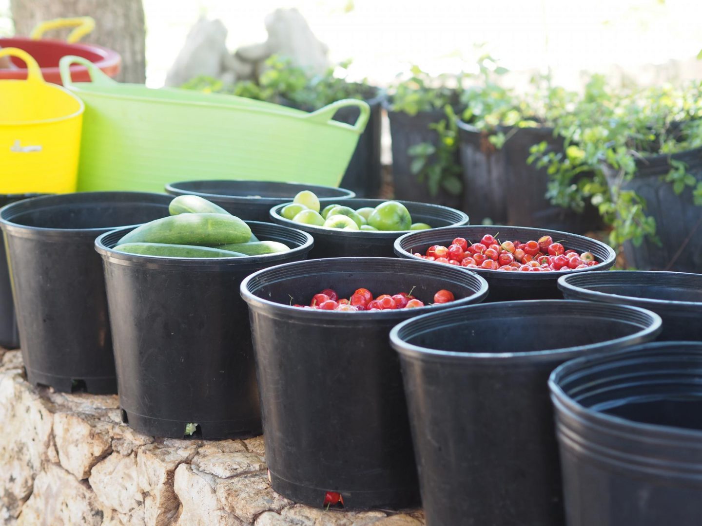 Luxury Caribbean Travel - Fruits