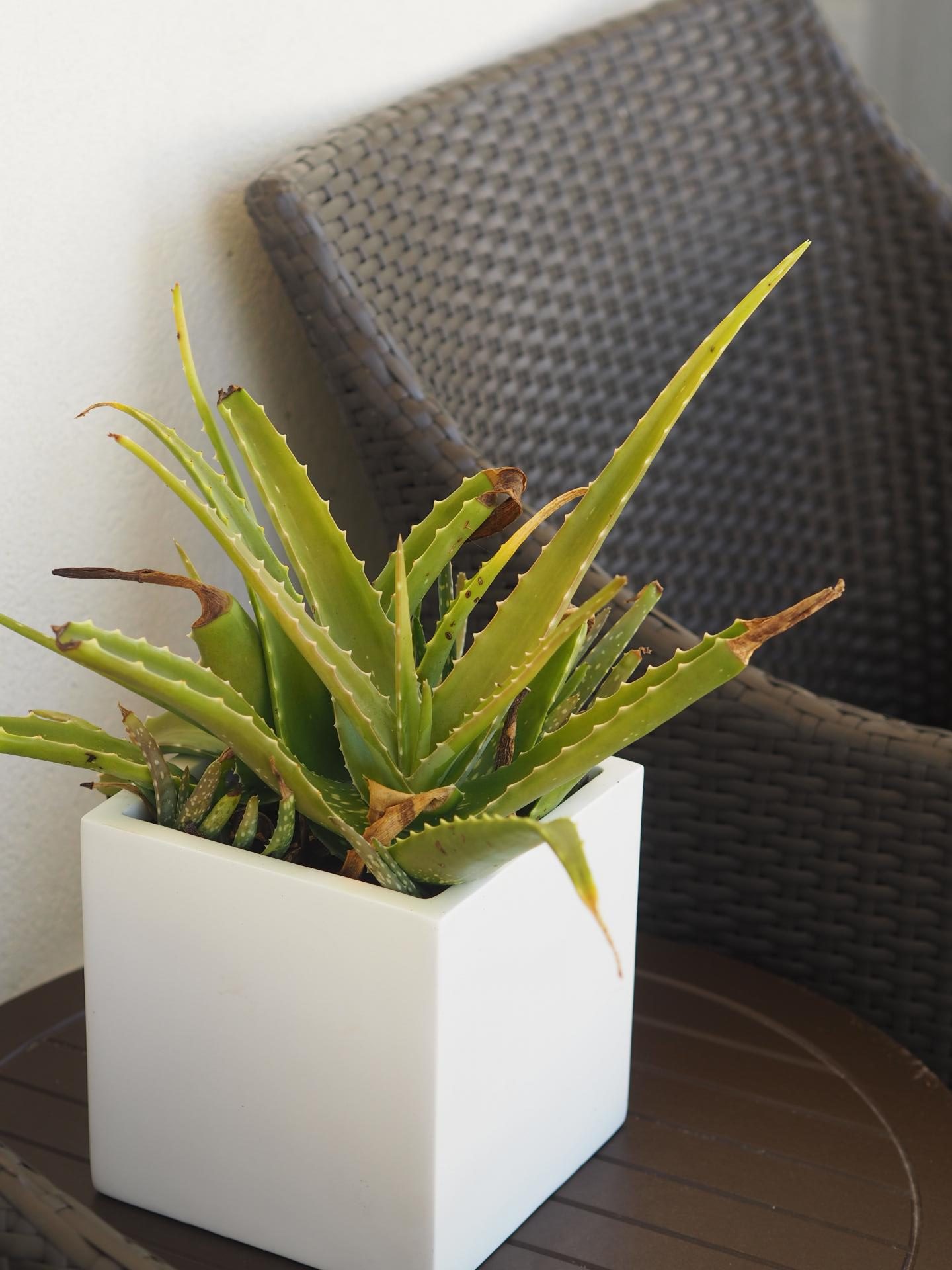 Luxury Caribbean Travel - Cactus