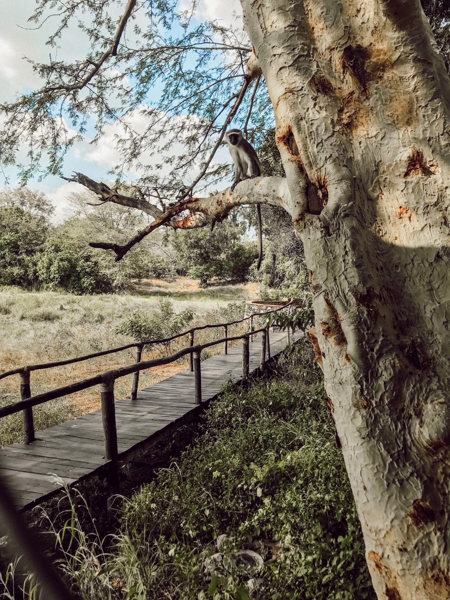 Vervet Monkey in Malawi