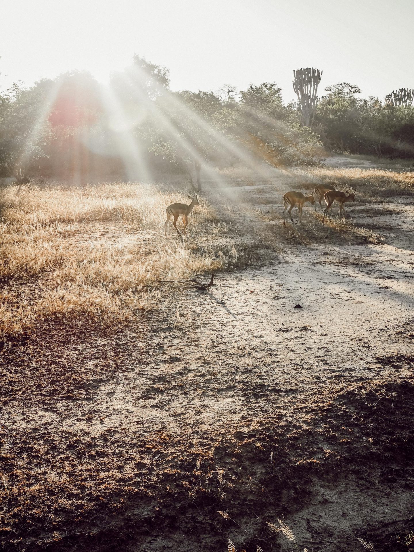 Game Drive in Liwonde National Park