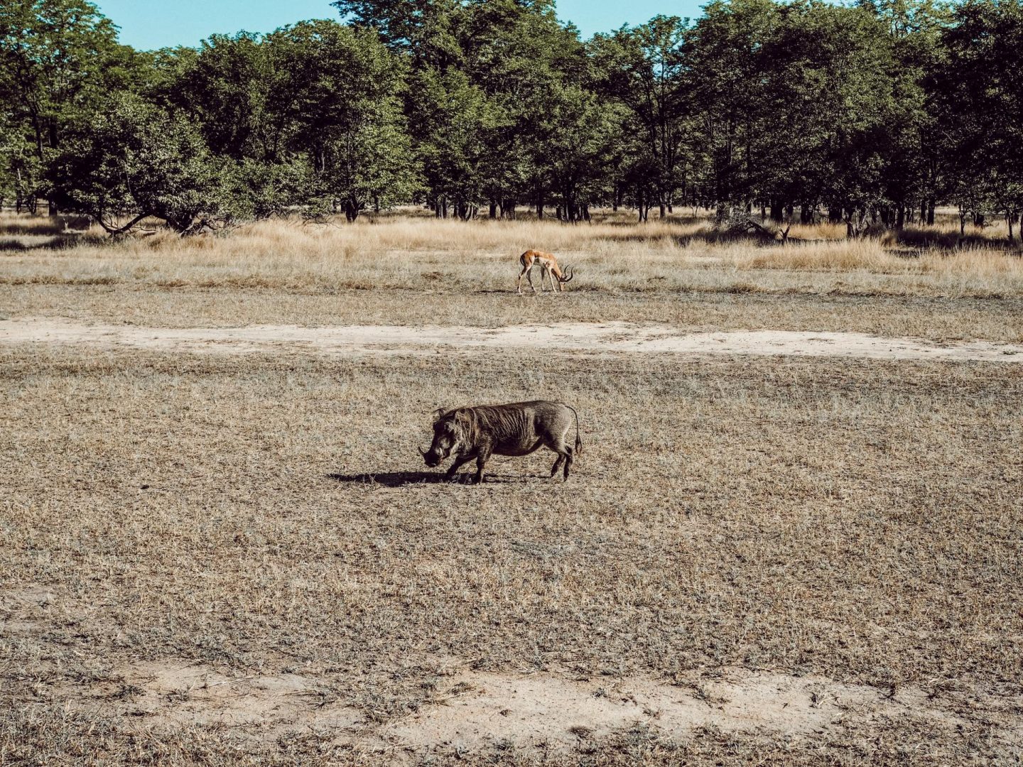 Game Drive in Liwonde National Park
