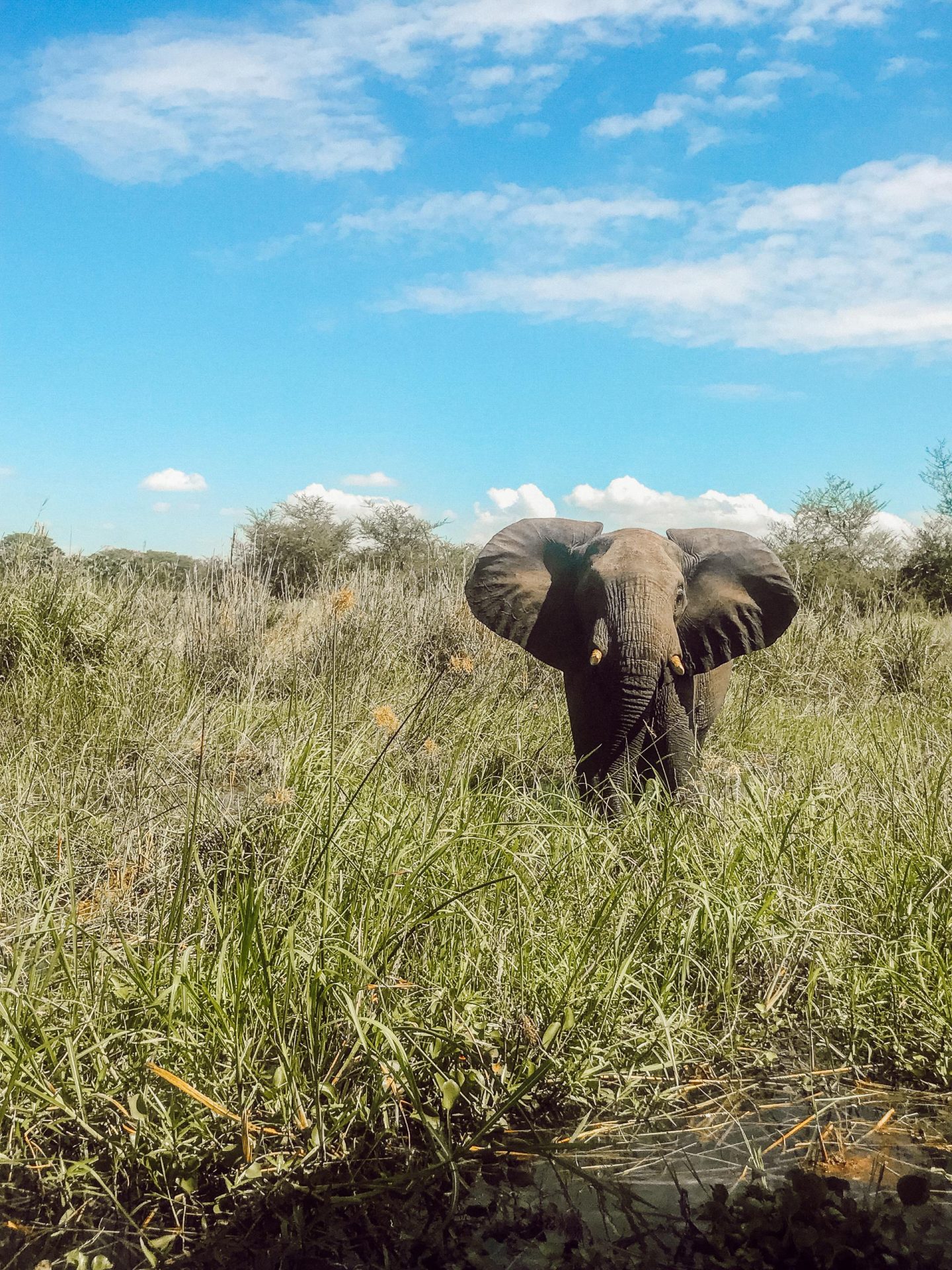 Game Drive in Liwonde National Park
