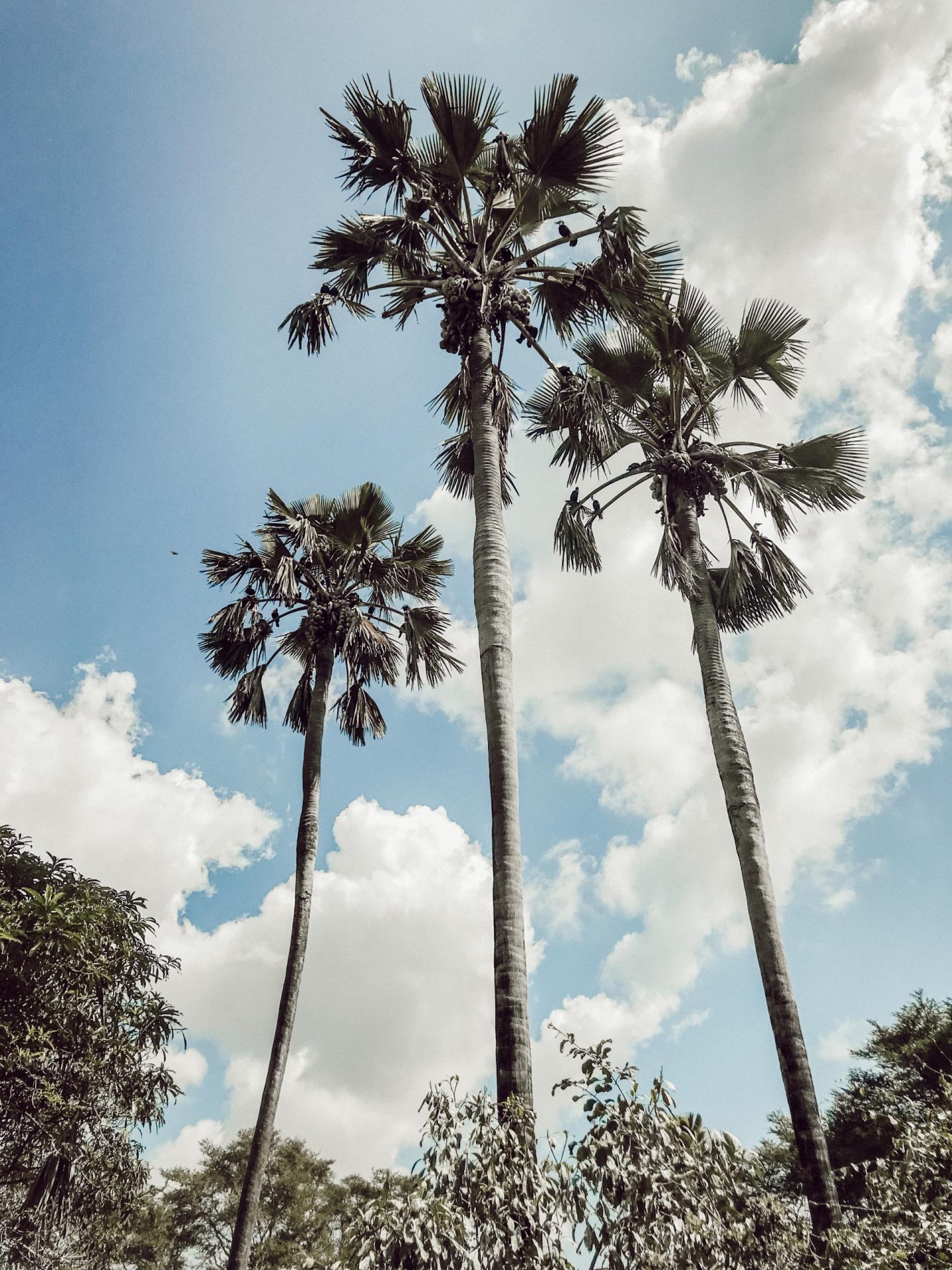Mvuu Lodge in Liwonde National Park.