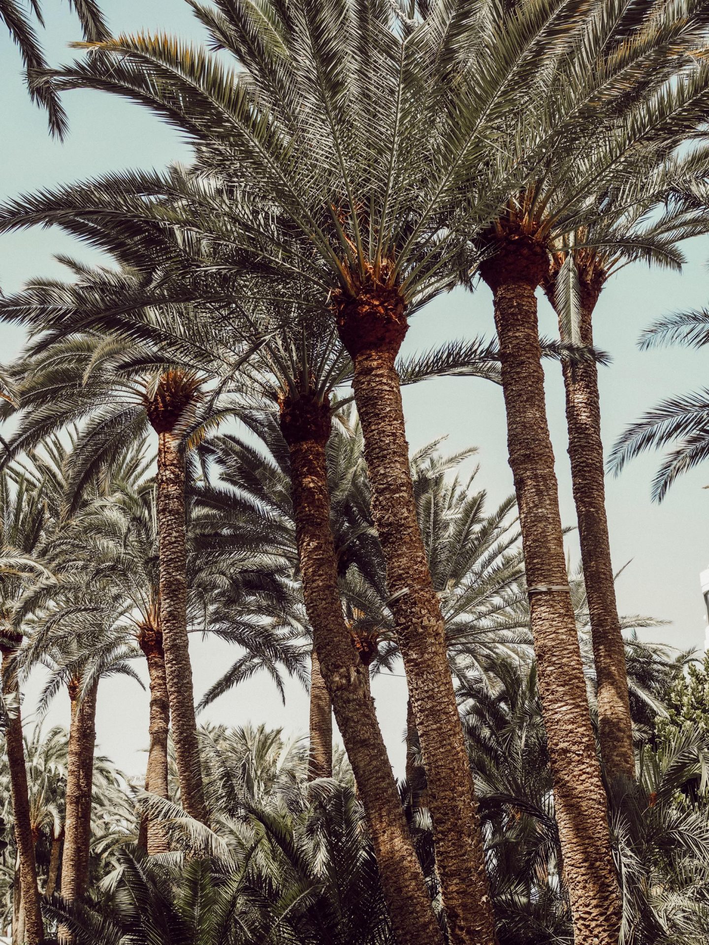 Seaside Palm Beach Gran Canaria
